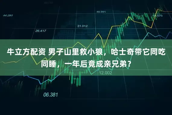 牛立方配资 男子山里救小狼，哈士奇带它同吃同睡，一年后竟成亲兄弟？